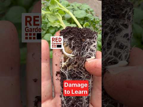 Potato Propagation Pitfalls: Learn the Risks