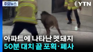 아파트 출몰 멧돼지에 '화들짝'...이화여대서도 목격 신고 / YTN