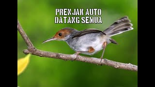 Download lagu suara pikat burung prenjak yang susah turun mp3 Download lagu suara pikat burung prenjak yang susah turun mp3