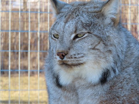 Max Canada Lynx - Update 3-20-23