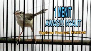 Download lagu Tercepat!!! Pancingan Ciblek Sawah Gacor Full Ngebren, Ciblek Sawah Pasti Emosi Dengar Ini. mp3 Download lagu Tercepat!!! Pancingan Ciblek Sawah Gacor Full Ngebren, Ciblek Sawah Pasti Emosi Dengar Ini. mp3