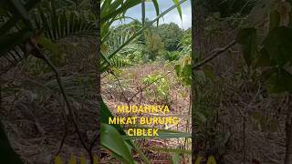 Download lagu Cara mikat burung ciblek mp3
