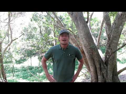 Scalythroated honeyguide- Facts and information. St Lucia Birding Tours