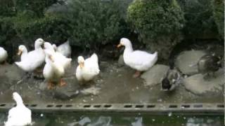 preview picture of video 'アキーラさんお薦め！三重・鳥羽水族館・アヒル編！Toba aquarium,Mie,Japan'