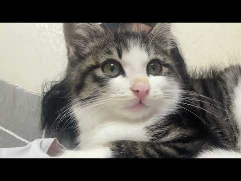 방어잡이 다큐 보는 아기 고양이