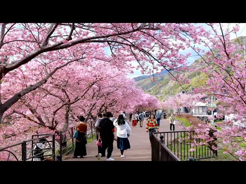 Early cherry blossoms in Shizuoka | Japan Walk