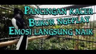 Download lagu 🔴 Kacer Ngeplay Buka Ekor Santai || Pancingan Kacer Lambat Panas Atau Kurang Emosi mp3