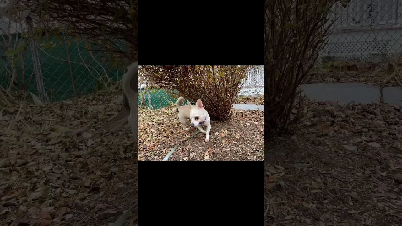 Enlarge McDreamy, a Adoptable Chihuahua in Somerville, MA video 3/6