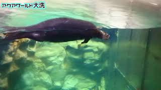 【アクアワールド大洗】ただラッコのくるくるを見る動画【ラッコ】
