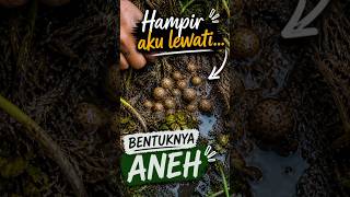 Download lagu Initially I was doubtful, but after being approached it turned out to be a #shortvideo #discovery... mp3