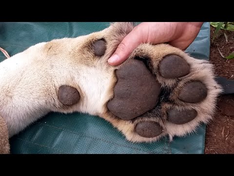 Tracks & Signs Course for Conservationists