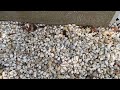 Ants Harboring Under the Stones & Infesting the Home in Seaside Park, NJ