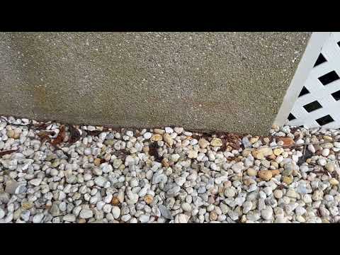 Ants Harboring Under the Stones & Infesting the Home in Seaside Park, NJ