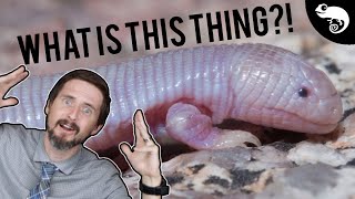 Snakes ARE lizards, and so is this!