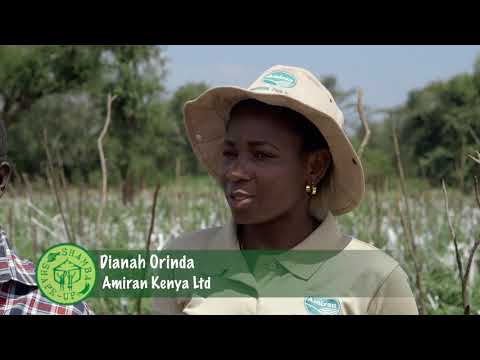 Shamba Shape Up Sn 8 - Ep 14: Plant Nutrition, Tomatoes, Mangoes (Swahili)