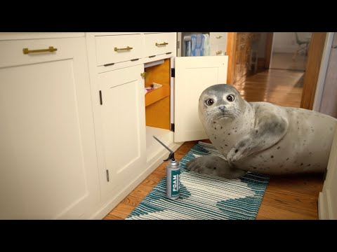 Tiny Mice Poops in Your Home? Air Seal!