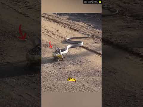 ماذا فعل الضفدع بالثعبان حتى أخذت حياته #shorts