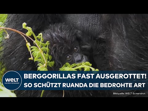 TIERSCHUTZ IN RUANDA: Diese Strategien zeigen Erfolge! Berggorilla-Population wächst wieder