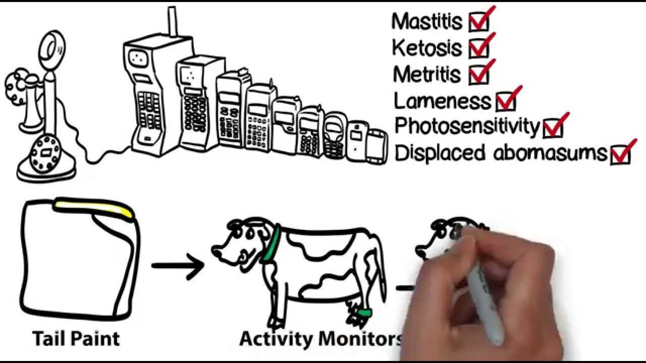 HerdInsights Heat Detection and Health Monitoring of Dairy Cows
