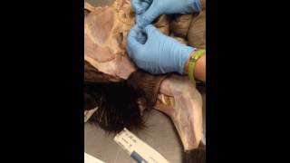 Texas Tech ANSC Anatomy- Female Reproductive Tract