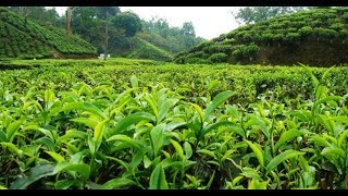 preview picture of video 'তেঁতুলিয়া চা বাগান ভ্রমন৷ // Tetulia tea garden tour.'