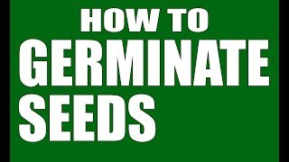Germinating Tomato Seeds Tutorial   VERY EASY
