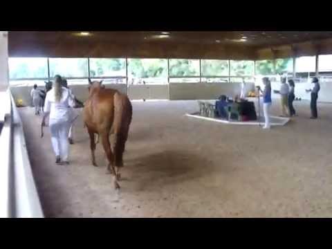 Joy - 1st Premie KWPN FIlly Keuring