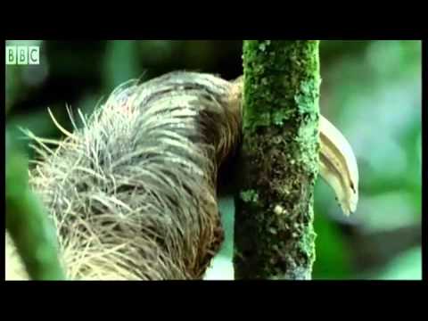 Attenborough Hates Nature