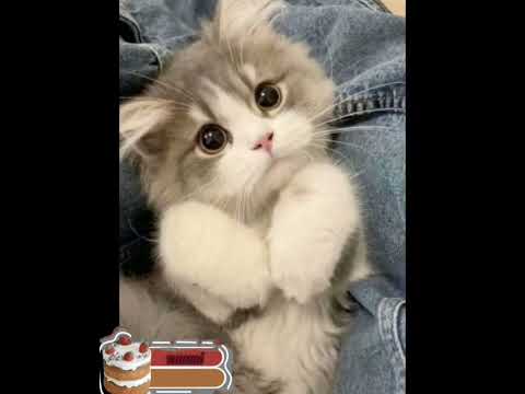 извените за отсутствие идея не моя автора не помню(не кидайтесь тапками)#моизайки #идеянемоя #gacha