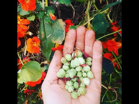 Nasturtium Seed Pod Capers: Permaculture Preservation