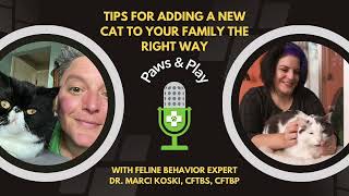 Adding a new Cat to Your Family the Right Way with Feline Behavior Expert Marci Koski, CFTBS, CFTBP