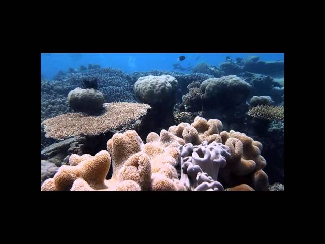 Great Barrier Reef Diving 2010