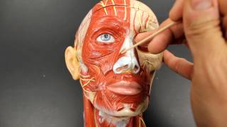 MUSCULAR SYSTEM ANATOMY:Muscles of facial expressi
