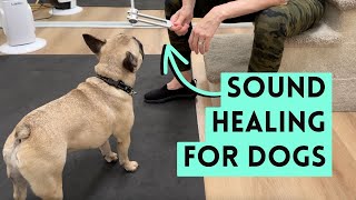 Sound Healing for Dogs | Can Vibration Therapy Help?