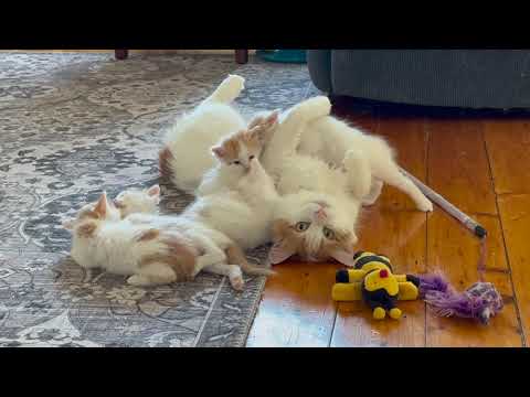 Living With Turkish Van Cats #20 (taking care of the kittens)