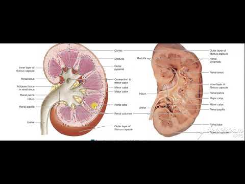 Kidneys in cadaver