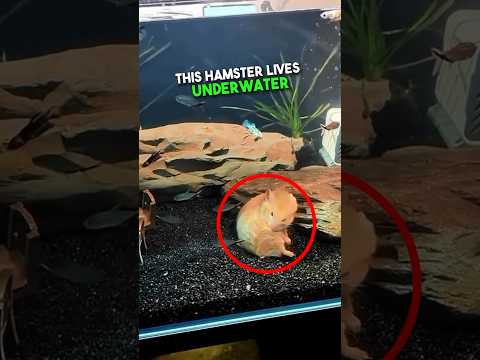 This Hamster Lives Underwater 😳