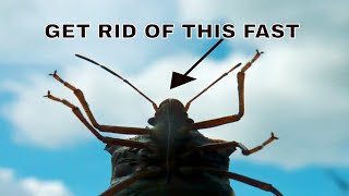 How to get rid of stink bugs naturally