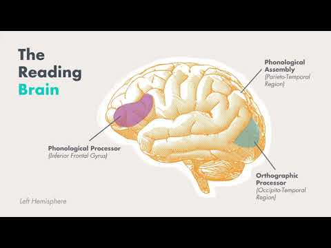The Science of Reading Basics, Part 1: The Reading Brain