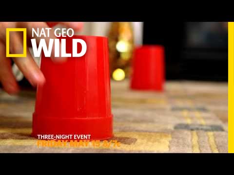 BarkFest - Trailer | Barkfest