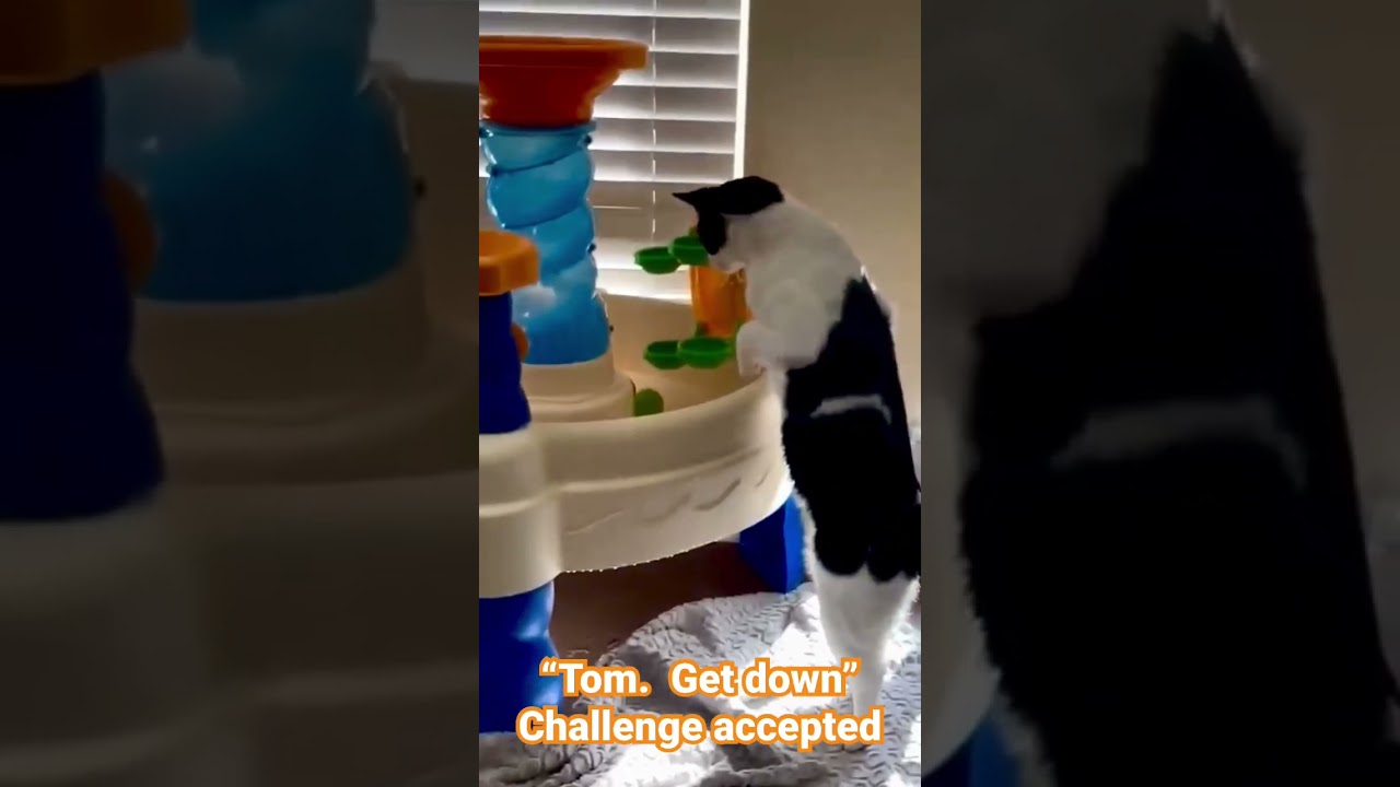 Enlarge Dickers, a Adopted mixed breed in Richmond, TX video 6/6