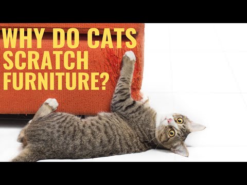 YouTube video about: Why does my cat scratch the mirror?
