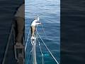 Harpooning Giant Bluefin Tuna #shorts #fishing - On The Water Media Harpooning Giant Bluefin Tuna #shorts #fishing