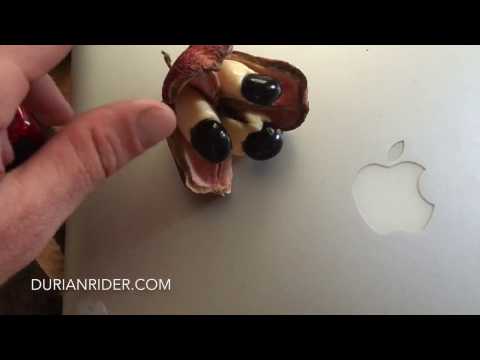 Akee Fruit AKA Cheese Fruit!