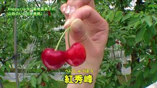 山形弁とさくらんぼ！～Happyハンター菊地喜美子の『山形のいいどご発見』vol.1