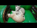 Funny Cute Pet Street Wild Cat Kitten Dog Animal Bird Fish Viral Shorts Video Clickslick