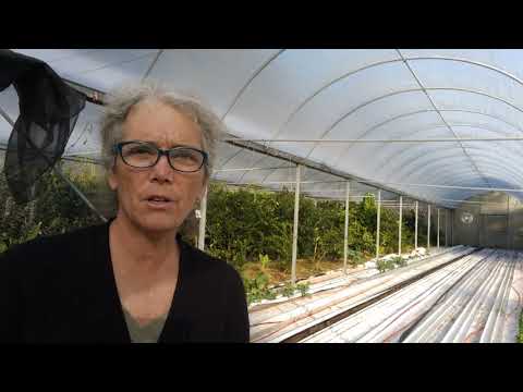 Last Crop after 35 years of Hydroponic Lettuce Production