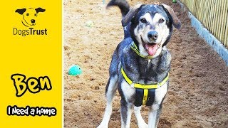 Ben the Crossbreed is Super Adorable and Loves Cuddles and Fuss! | Dogs Trust Ilfracombe