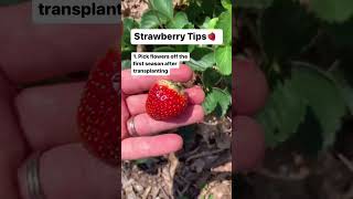 3 Tips for Growing Strawberries! 🍓 Gardening Tips | Baker Hill Farm