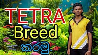 Tetra මාලු Breed  කරමු Tetra breed